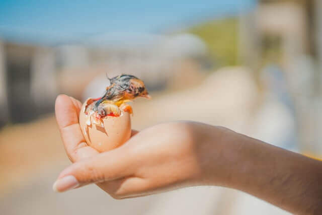 chicks hatching in a hand