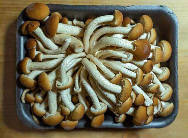 porcini mushroom in a plastic tub