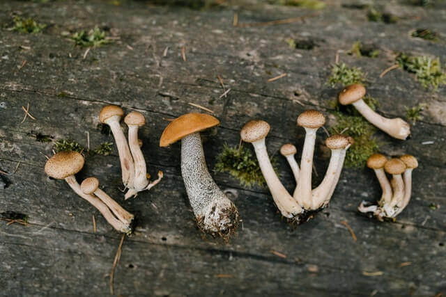 mushrooms on the wood