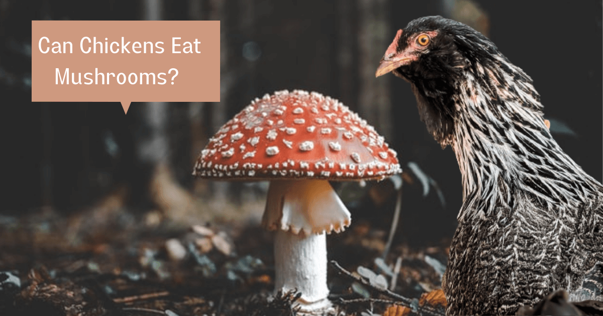 Can Chickens Eat Mushrooms? Are they safe? Sterling Springs Chicken