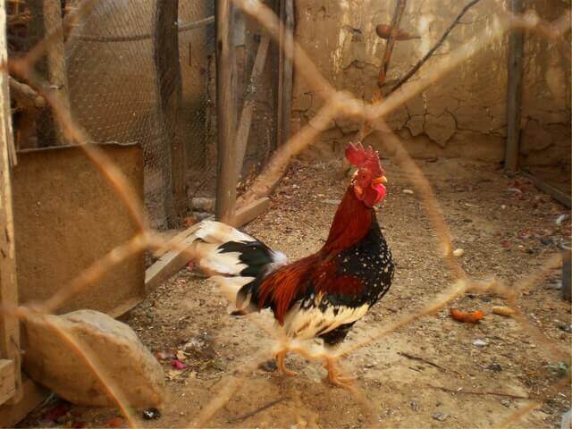 rooster inside the coop