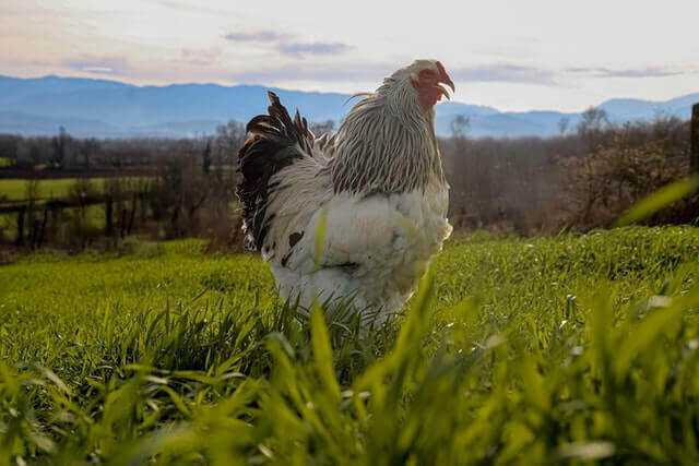 black and white feathered chicken on the grass