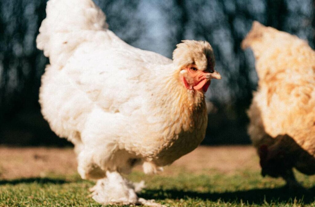 Green Queen Chicken: The Breed That Lays Beautiful Green Eggs ...