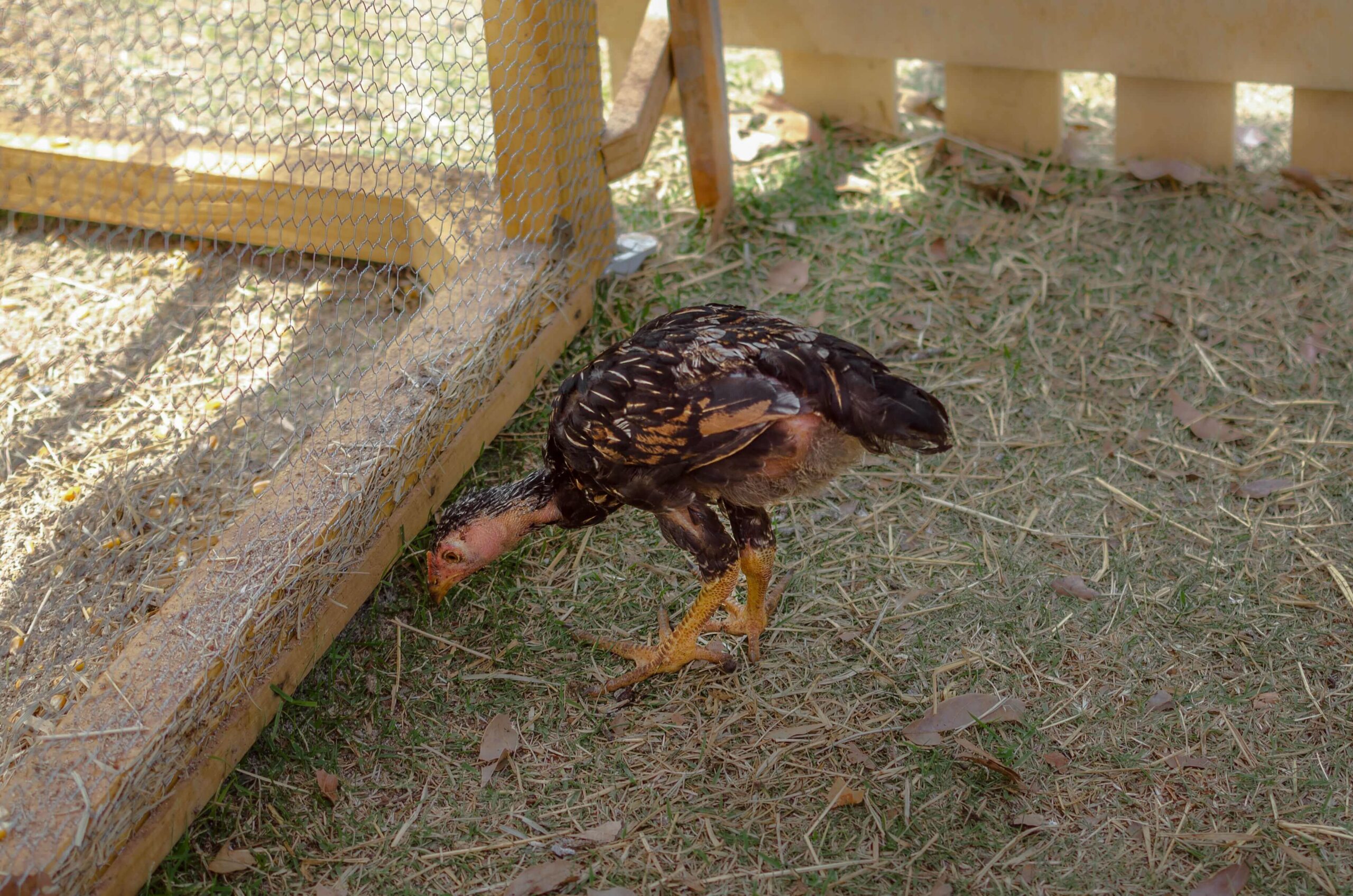 naked neck showgirl chicken