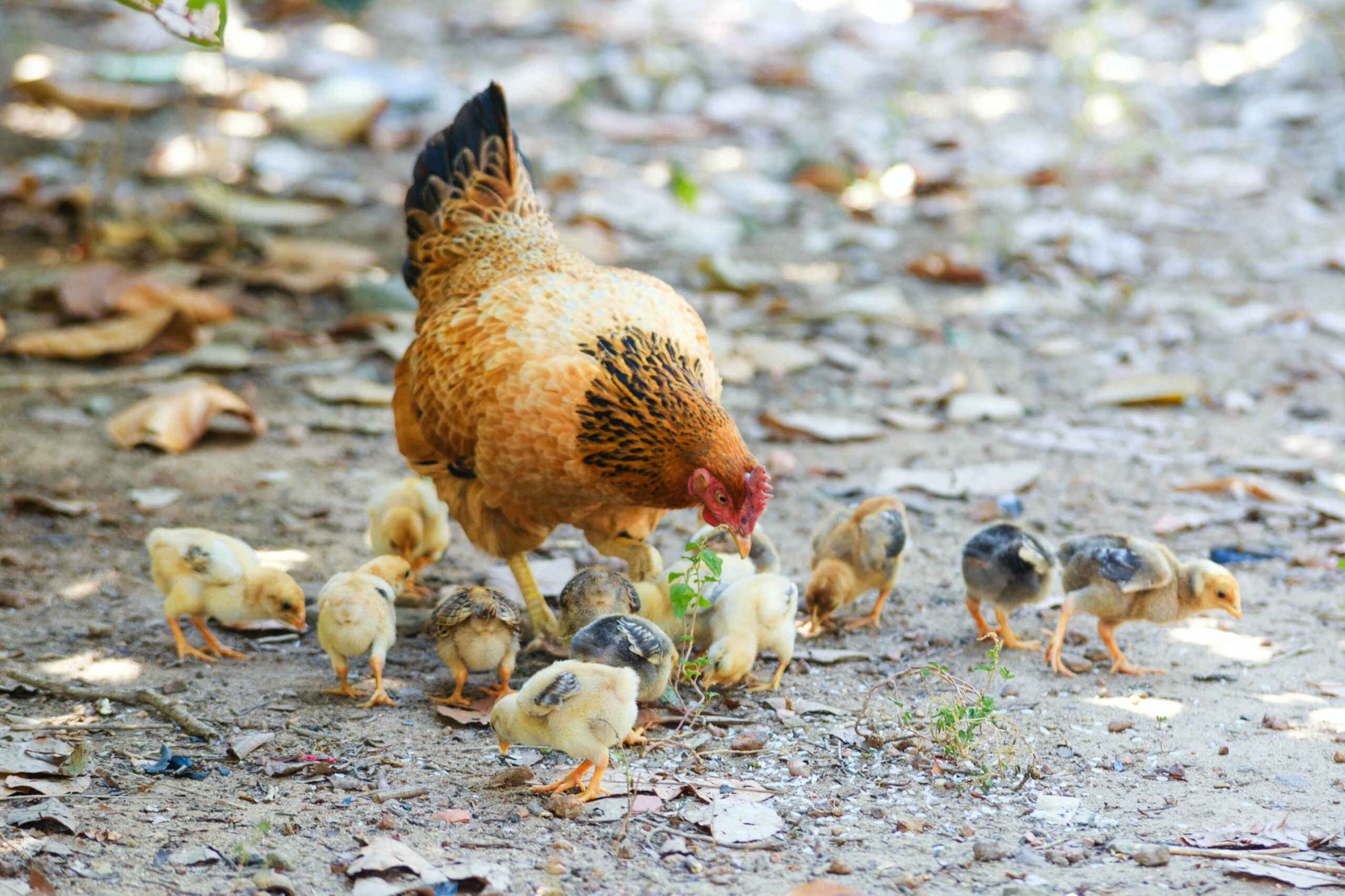 a hen and her baby chicks pecking food