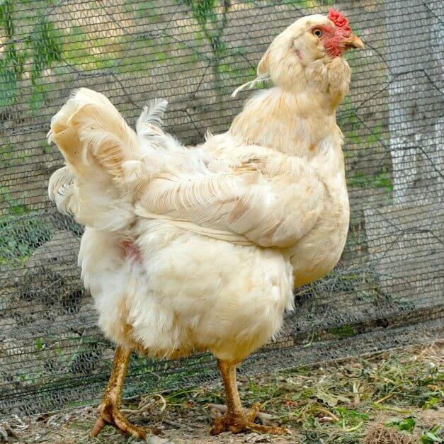 green queen chicken standing near a mesh