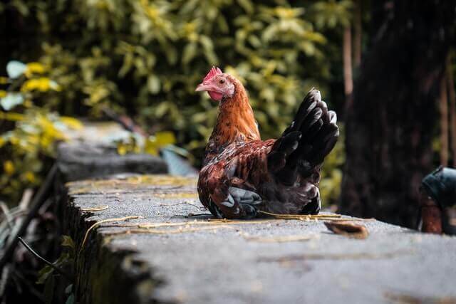 sitting chicken