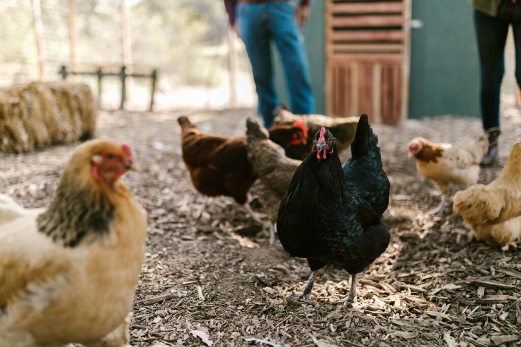 chickens in the chicken coop