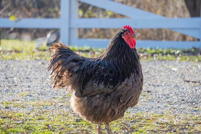 picture of a chicken