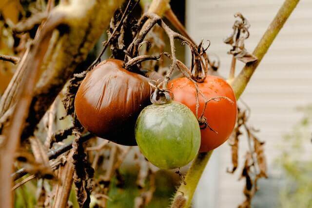 moldy and rotten tomatoes