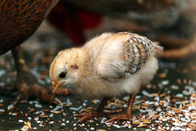 a straight run chick pecking food