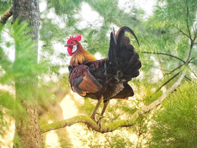 chicken standing on a branch of tree