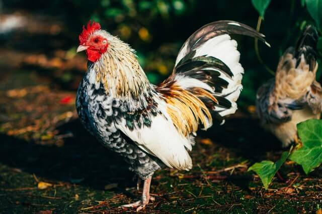 chicken standing on the ground