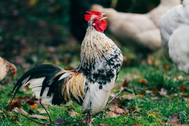 chicken crowing