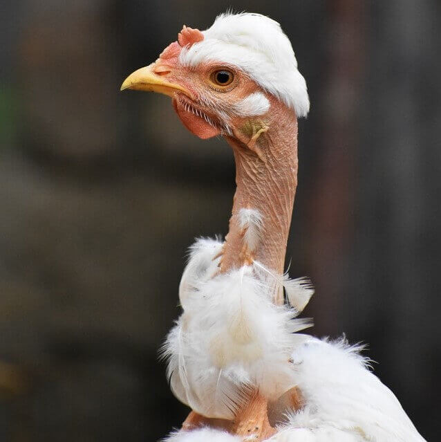 white feathered showgirl chicken