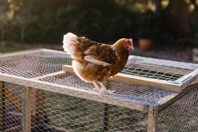 a hen standing on the mesh of the coop