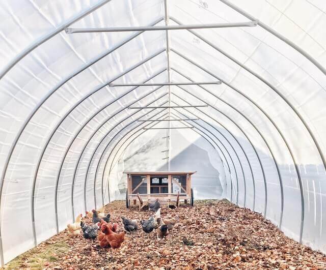 large chicken coop