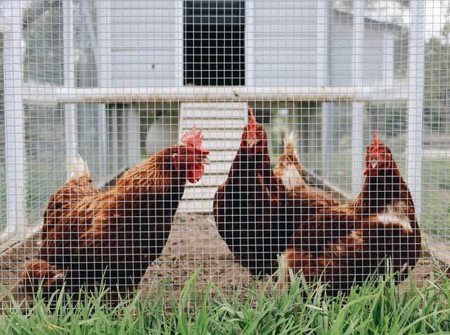 chickens inside a coop