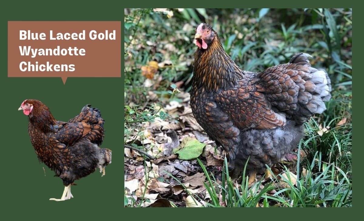 Blue Laced Gold Wyandotte Chickens: Egg-laying, Broodiness, and