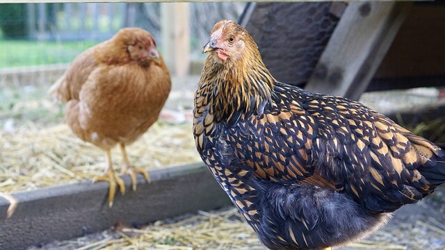 wyandotte chickens standing