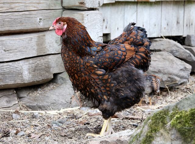 a hen with black and brown feathers 