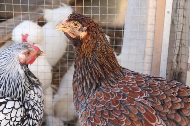 closeup shot of the two heads of chickens