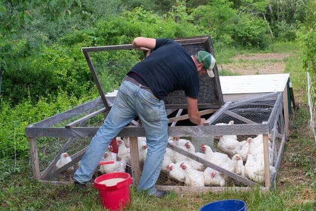 man feeding the flock