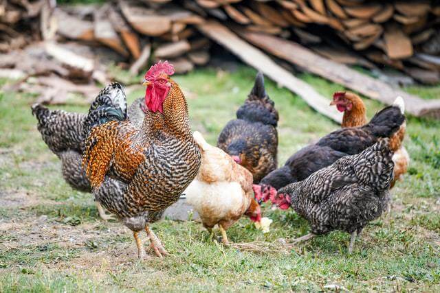 chickens pecking food