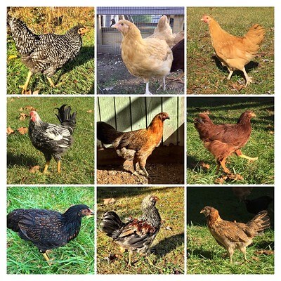 collage image of other breeds of orpingtons