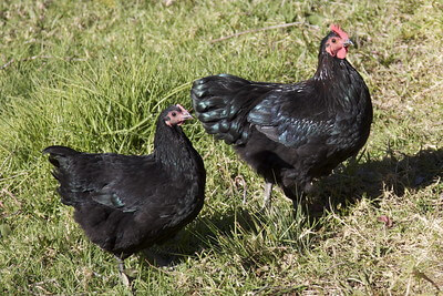 two black chickens