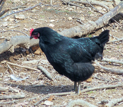 black chicken with rarely comb type