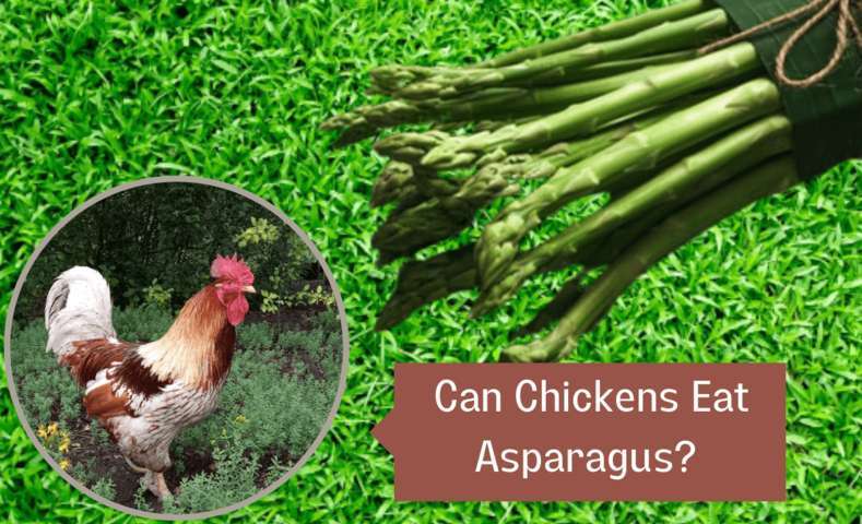 Can chickens eat asparagus image