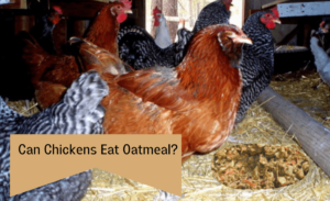 chickens and picture of oatmeal