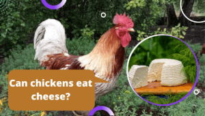 can chickens eat cheese image