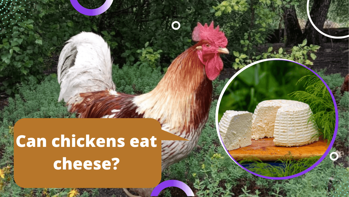 Can chickens eat cheese? (Types of Cheese and Benefits) Sterling