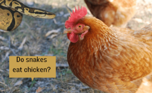 Why do you need a Snake Proof Chicken Coop