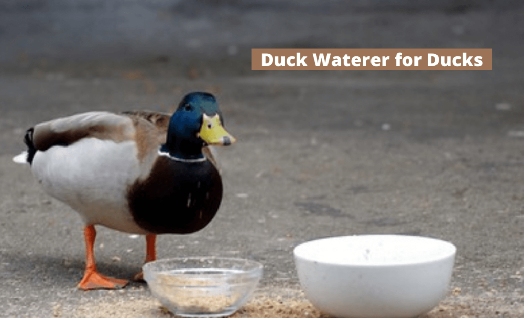 Duck waterer and feeder image