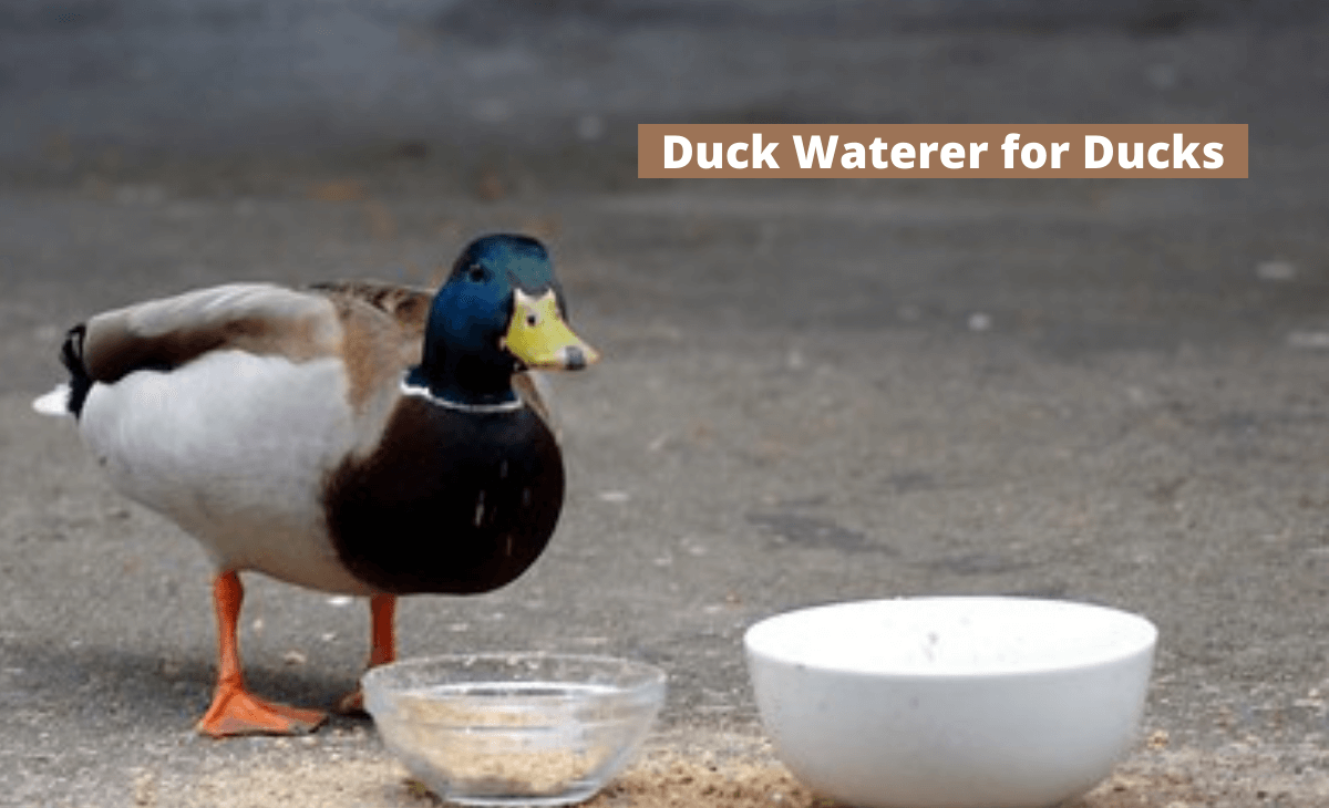 Best Duck Waterers Available in [Year] Sterling Springs Chicken