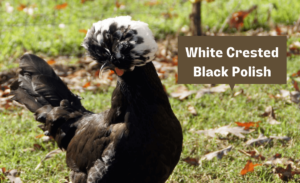 Image of white crested black polish with a name