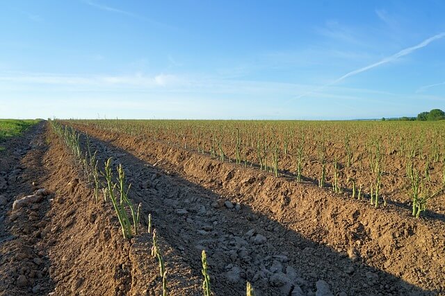 asparagus farm