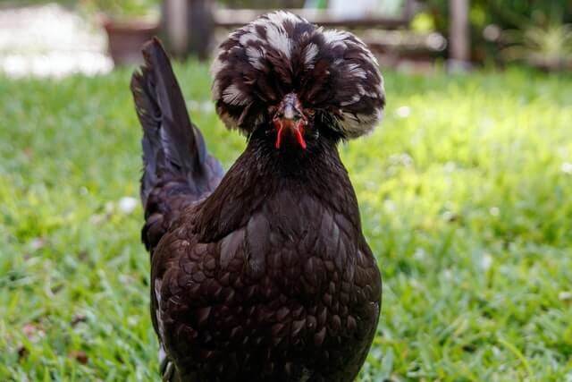 image of a black chicken on a green grass