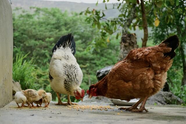 hens and chickens pecking food