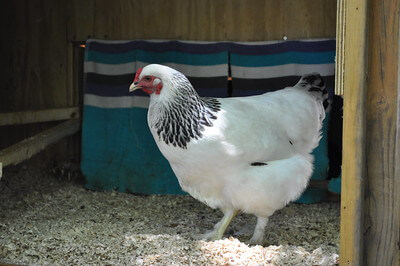 beautiful white chicken