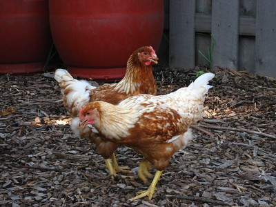 two red star chickens