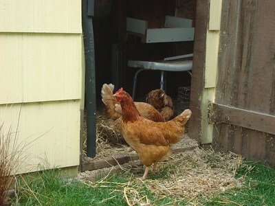 chickens near the door of the chicken coop