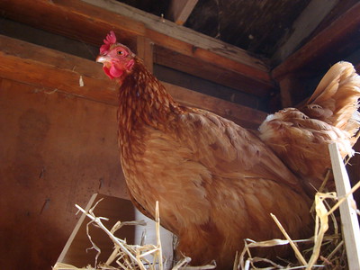 a hen in a nesting box