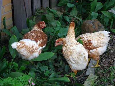 Three red star chickens roaming the plants