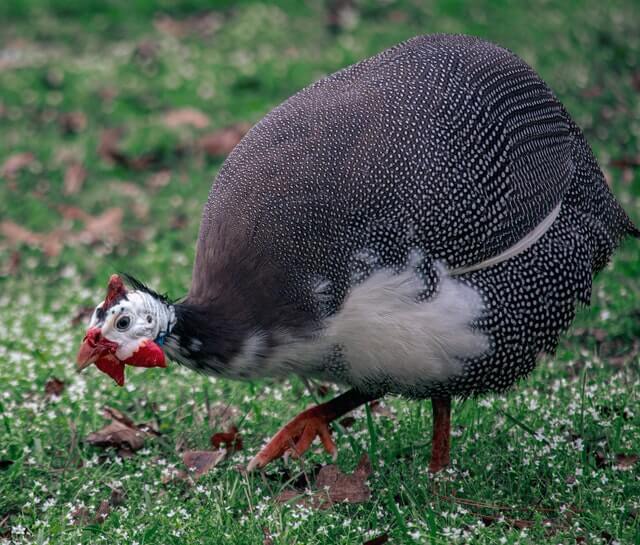  Guinea fowl photo