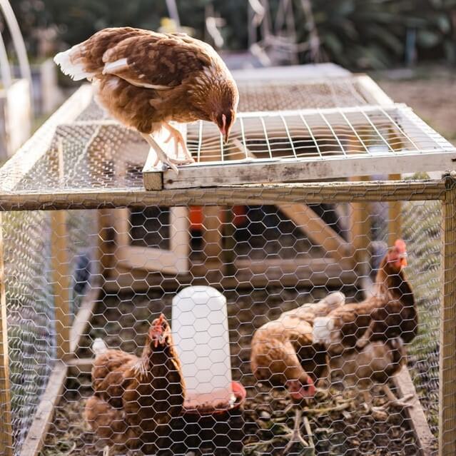 three chickens inside the cage and one chicken standing above it