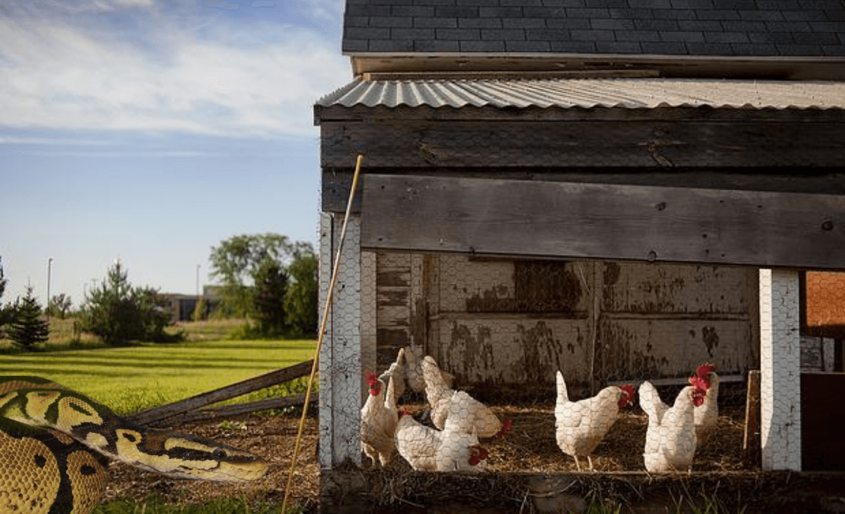 Best Snake Proof Chicken Coop at Clayton Chatman blog